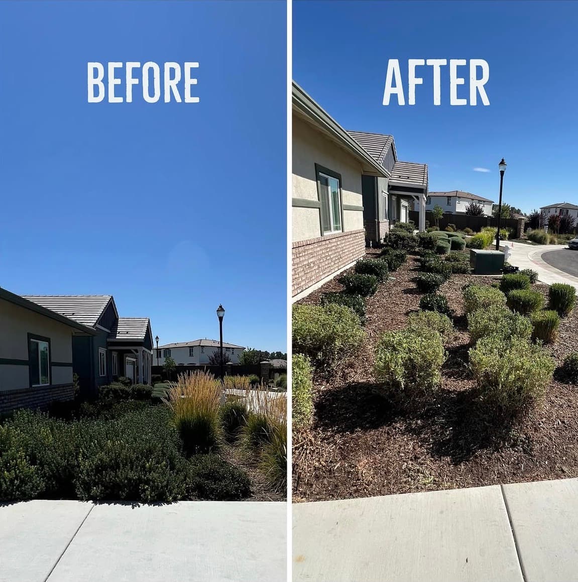 Before and after collage of a landscaping cleanup, with untrimmed shrubs beside the tidied front yard.